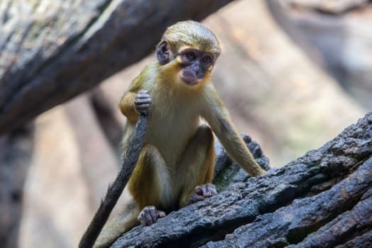 Little funny gabon talapoin also known as the northern talapoin, Miopithecus ogouensis