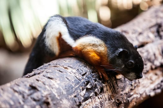 Prevosts Squirrel or Callosciurus prevosti rafflesi resting on the rocks