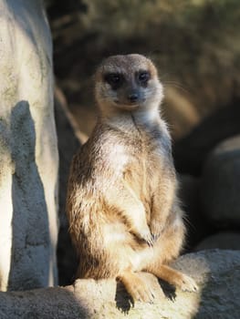 Meerkat