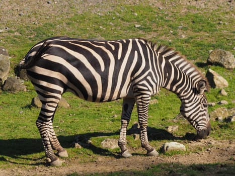 Steppe Zebra