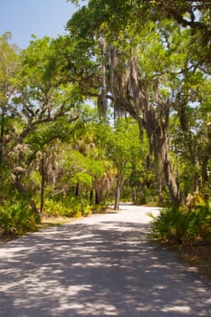 Park forest beautiful path hiking trail Fort de Soto Park