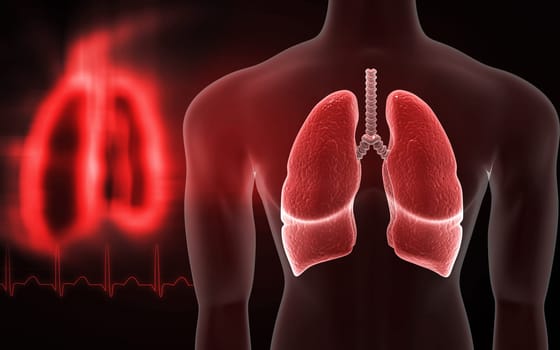 Digital illustration of human lungs in colour background