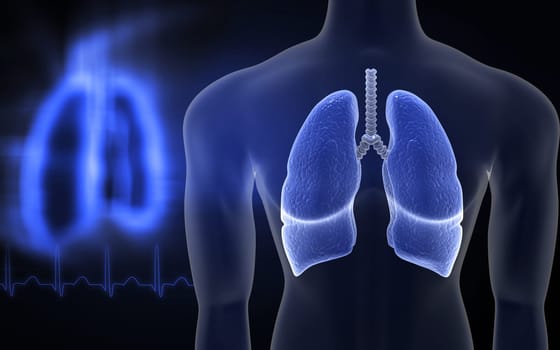 Digital illustration of human lungs in colour background