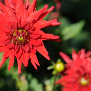 Dahlias