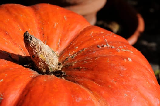 Pumpkin