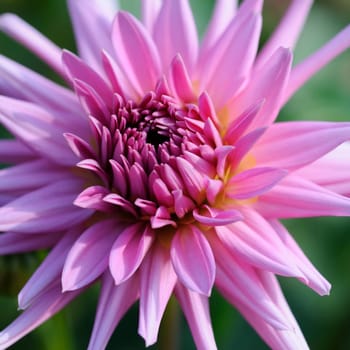 Dahlias