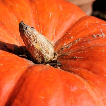 Pumpkin