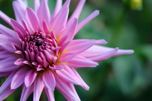 Dahlias