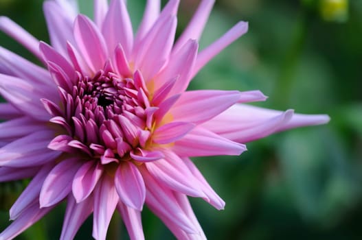 Dahlias