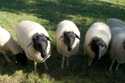 Rhoenschafe, gefaerdete, Schafrasse