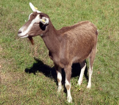 Thueringer, Waldziege, Bedrohte, gefaehrdet, Ziegenrasse