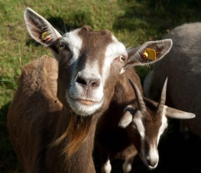 Thueringer, Waldziege, Bedrohte, gefaehrdet, Ziegenrasse