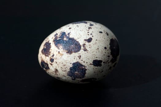 Wachteleier, Wachteln, Wachtel, Coturnix coturnix