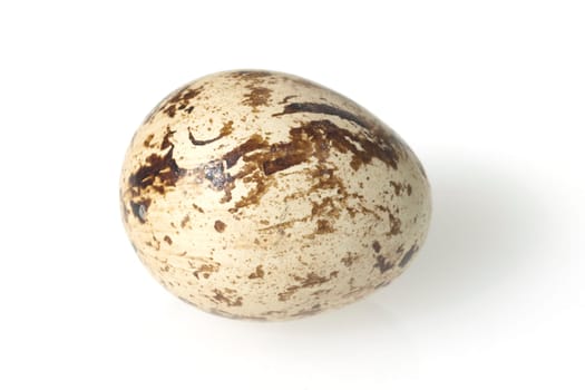 Wachteleier, Wachteln, Wachtel, Coturnix coturnix