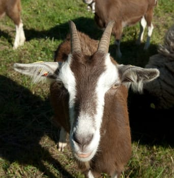 Thueringer, Waldziege, Bedrohte, gefaehrdet, Ziegenrasse