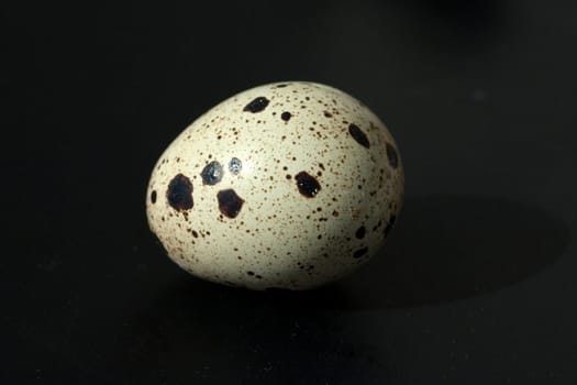 Wachteleier, Wachteln, Wachtel, Coturnix coturnix
