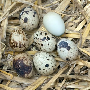 Quail eggs,quails,quail,Coturnix coturnix