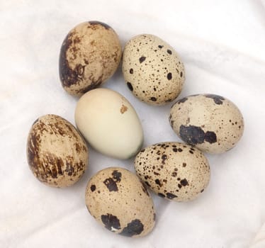 Quail eggs,quails,quail,Coturnix coturnix