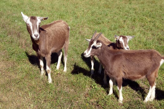 Thueringer, Waldziege, Bedrohte, gefaehrdet, Ziegenrasse
