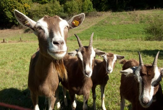Thueringer, Waldziege, Bedrohte, gefaehrdet, Ziegenrasse