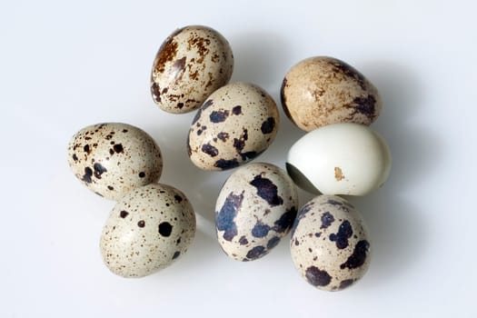 Wachteleier, Wachteln, Wachtel, Coturnix coturnix