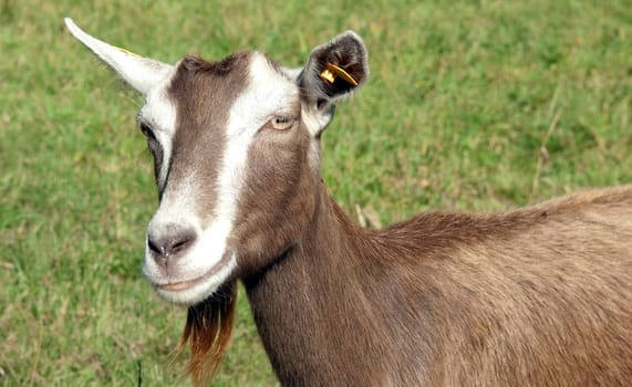 Thueringer, Waldziege, Bedrohte, gefaehrdet, Ziegenrasse