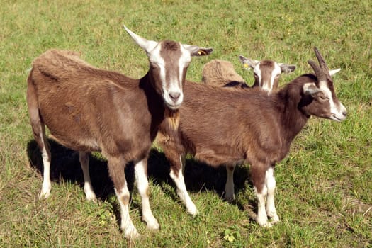 Thueringer, Waldziege, Bedrohte, gefaehrdet, Ziegenrasse