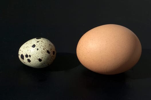 Wachteleier, Wachteln, Wachtel, Coturnix coturnix