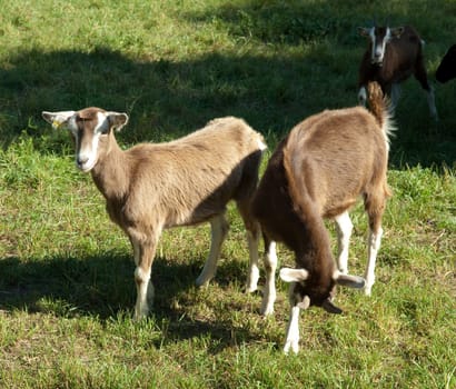 Thueringer, Waldziege, Bedrohte, gefaehrdet, Ziegenrasse