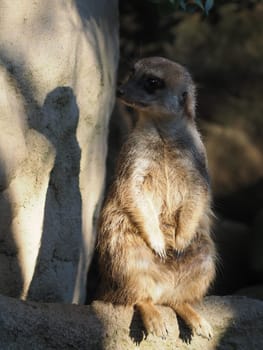 Meerkat