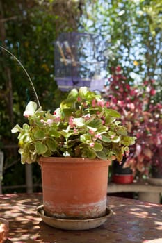 Flower pot over arabic garden table on typical andalusian country house porch