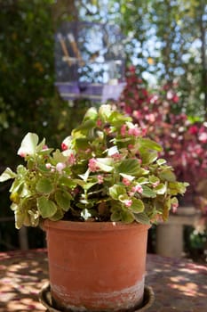 Flower pot over arabic garden table on typical andalusian country house porch