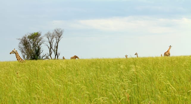 Camera angle down in the savannah grass looking out at the horizon with giraffes around.