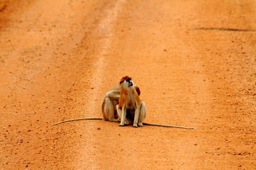 Two Patas monkeys, one being groomed by the other, in the middle of a red dirt road in Murchison Falls National Park in Uganda.
