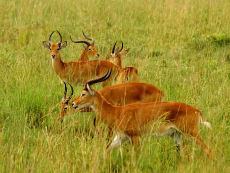 Multiple Kob Antelope grazing in the Ugandan countryside.