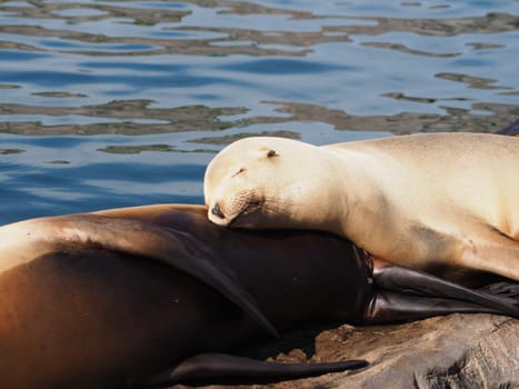 California sea lion