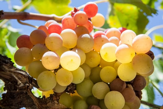Vine arbor grapes closeup plenty of summer sun sunrays, Spain