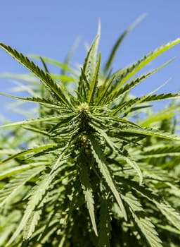 Closeup of fresh shoots of wild hemp in natural conditions over blue sky