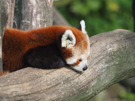 Little Panda