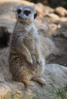 Meerkat