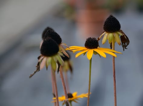 Yellow Sun Hat (Rudbeckia)
