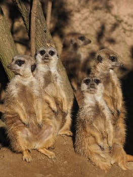 Meerkat