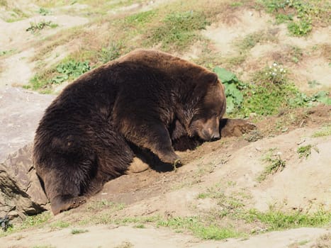 Kamchatka Brown Bear