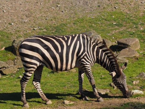 Steppe Zebra