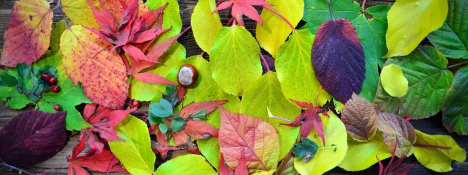 colorful autumn leaves on wood background