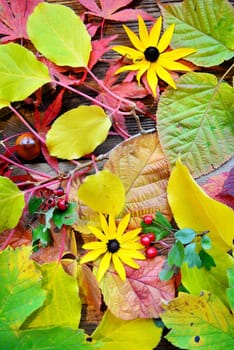 colorful autumn leaves on wood background