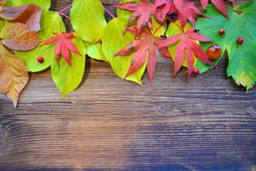 colorful autumn leaves on wood background
