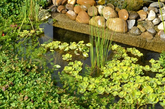 Garden pond
