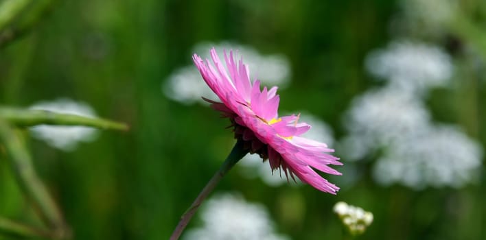 Red Daisy