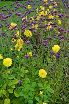 Dahlias and ornamental grasses